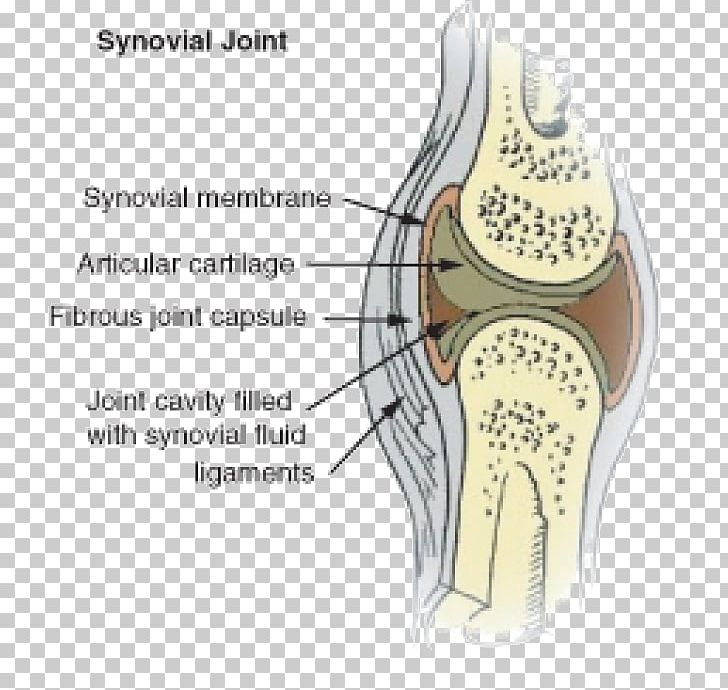 Synovial Joint Synovial Membrane Synovial Fluid Knee PNG, Clipart, Arm, Bone, Cartilaginous Joint, Ear, Fibrous Joint Free PNG Download