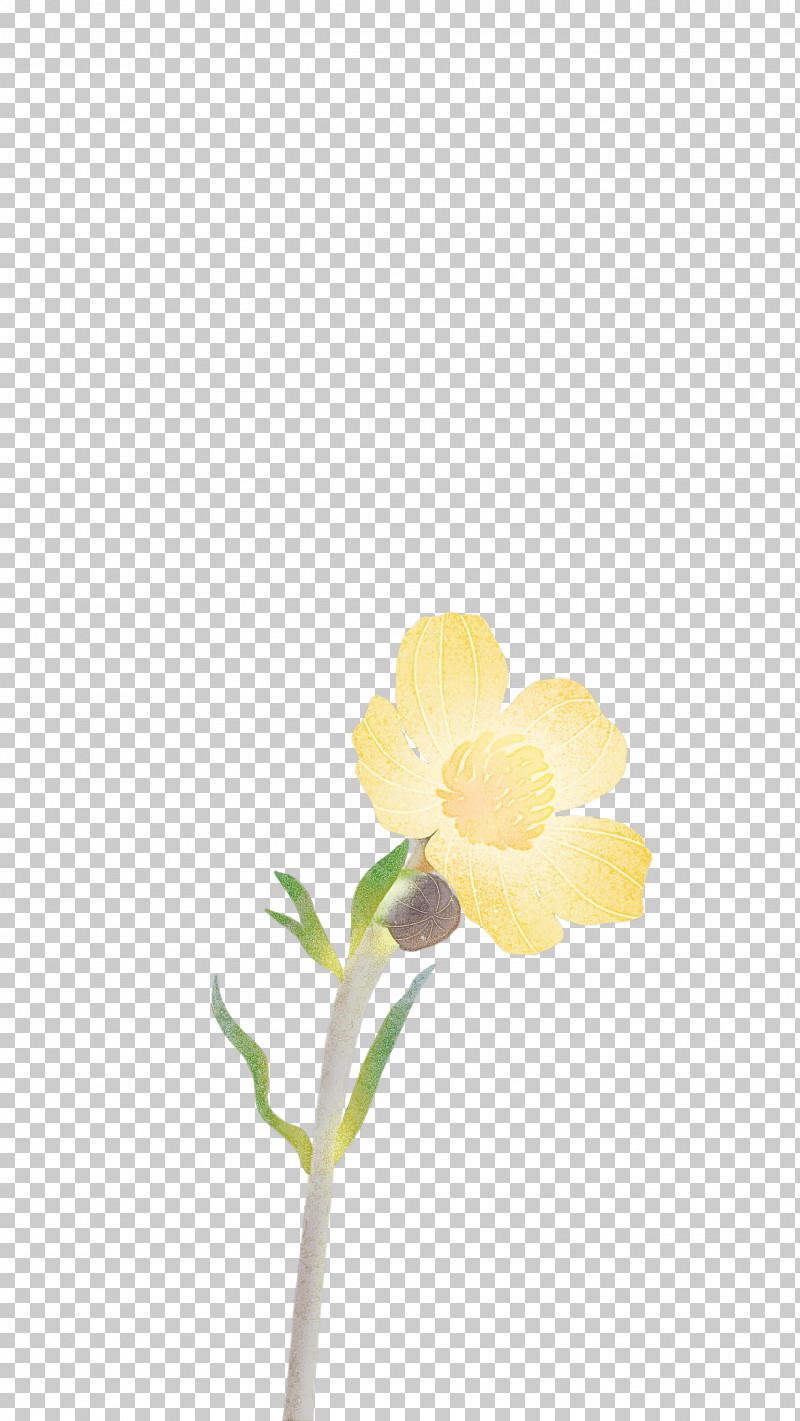 Plant Stem Cut Flowers Moth Orchids Petal Yellow PNG, Clipart, Biology, Cut Flowers, Flora, Flower, Moth Orchids Free PNG Download