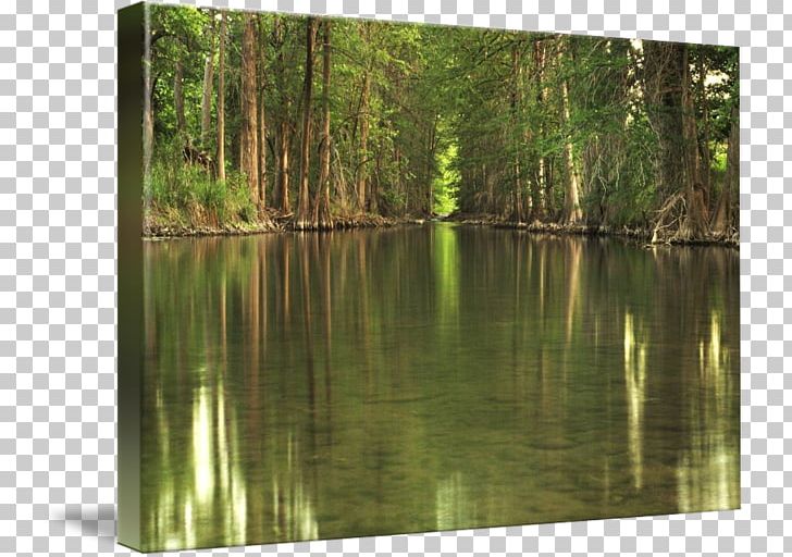 Biome Pond Swamp Nature Reserve Vegetation PNG, Clipart, Bank, Bayou, Biome, Ecosystem, Floodplain Free PNG Download