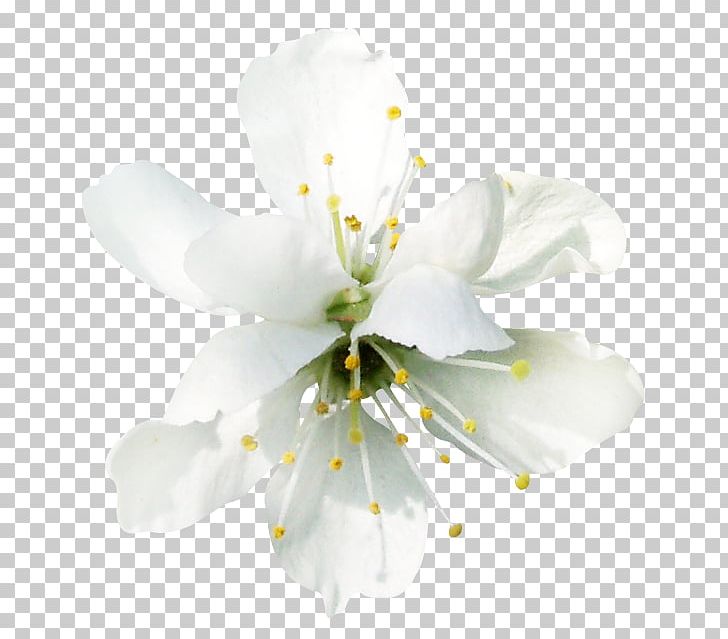 Blossom Fruit Tree Branch PNG, Clipart, Blossom, Branch, Cherry, Cherry Blossom, Digital Image Free PNG Download