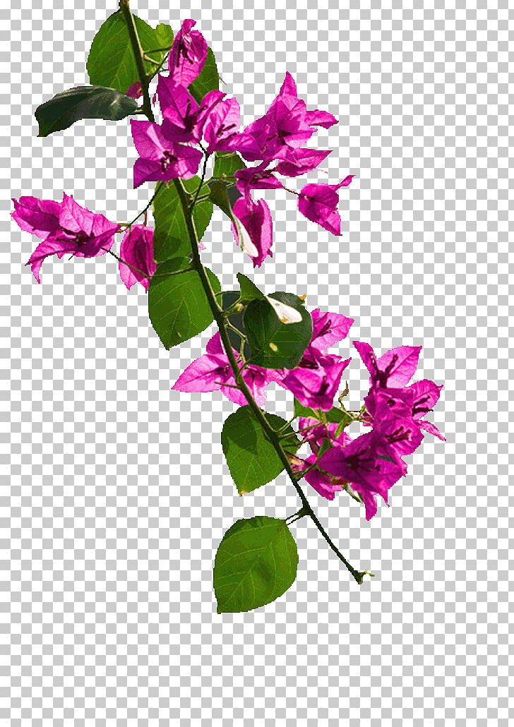 Portable Network Graphics Graphics Drawing PNG, Clipart, Annual Plant, Blog, Bougainvillea, Bougainvillea Glabra, Branch Free PNG Download