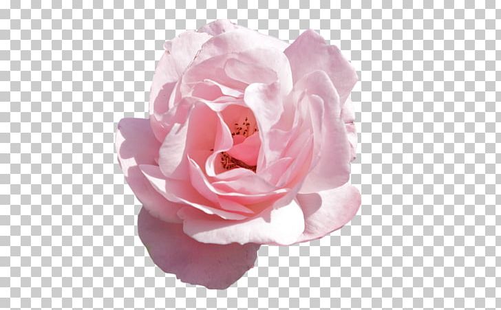 Rose Pink Flowers PNG, Clipart, Artificial Flower, Cut Flowers, Desktop Wallpaper, Floribunda, Flower Free PNG Download