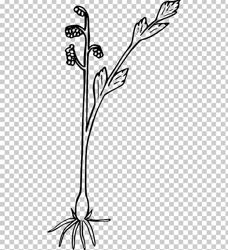 Leaf Photography Branch PNG, Clipart, Beak, Black And White, Branch, Clip Art, Computer Icons Free PNG Download