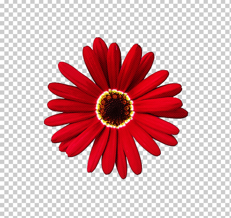 Daisy PNG, Clipart, African Daisy, Barberton Daisy, Daisy, Daisy Family, Flower Free PNG Download