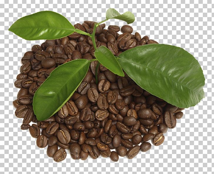 Coffee Bean Tea Cafe Coffee Cup PNG, Clipart, Bean, Beans, Berry, Cafe, Coffee Free PNG Download