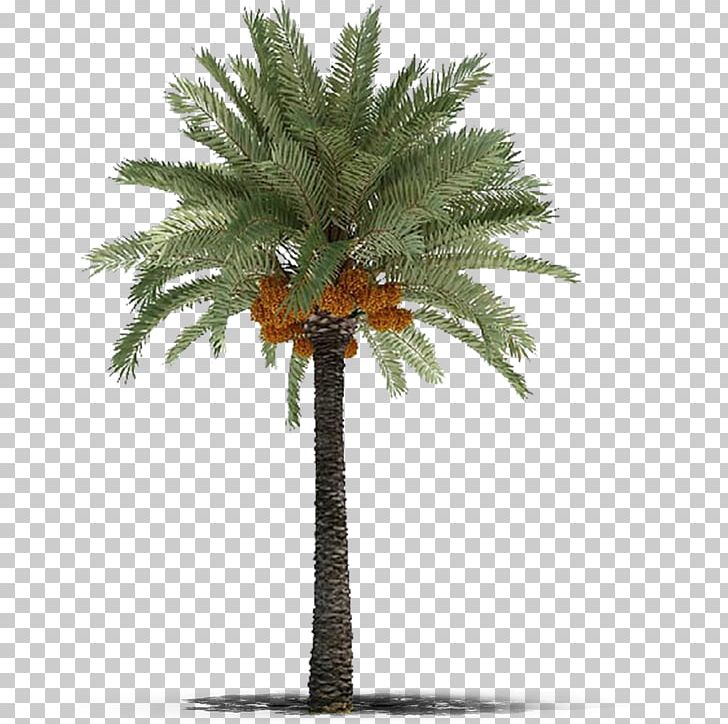 Date Palm Phoenix Canariensis Arecaceae Tree Roystonea Regia PNG, Clipart, Arecales, Borassus Flabellifer, Coconut, Conifer, Date Palm Free PNG Download