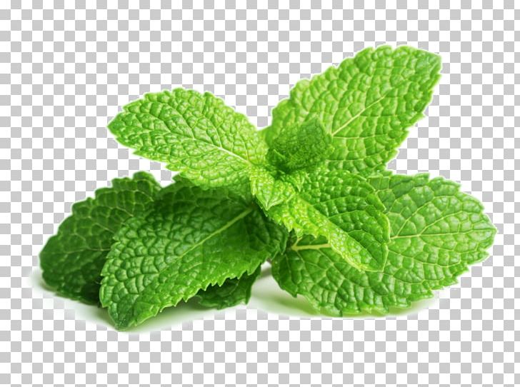 Peppermint Mentha Spicata Herb Mojito Leaf PNG, Clipart, Basil, Food, Food Drinks, Herb, Herbal Free PNG Download