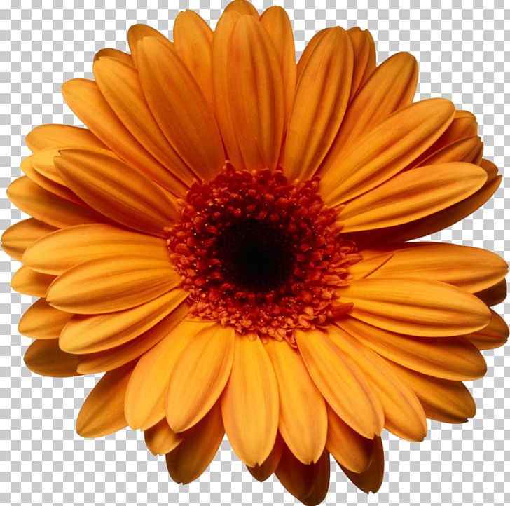 Transvaal Daisy Flower Chrysanthemum PNG, Clipart, Camomile, Chrysanthemum, Chrysanths, Clip Art, Closeup Free PNG Download
