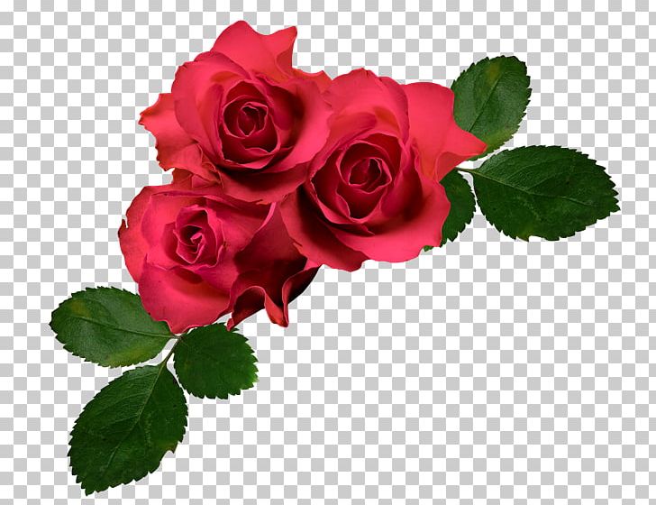 Garden Roses Cabbage Rose Floribunda French Rose PNG, Clipart, Color, Cut Flowers, Floral Design, Floribunda, Flower Free PNG Download