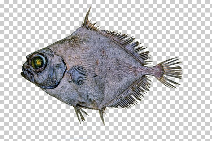 Spiky Oreo Deep Sea Fish Oreosomatidae PNG, Clipart, Animal, Deep, Deep Sea, Deep Sea Fish, Deep Sea Fish Oil Free PNG Download
