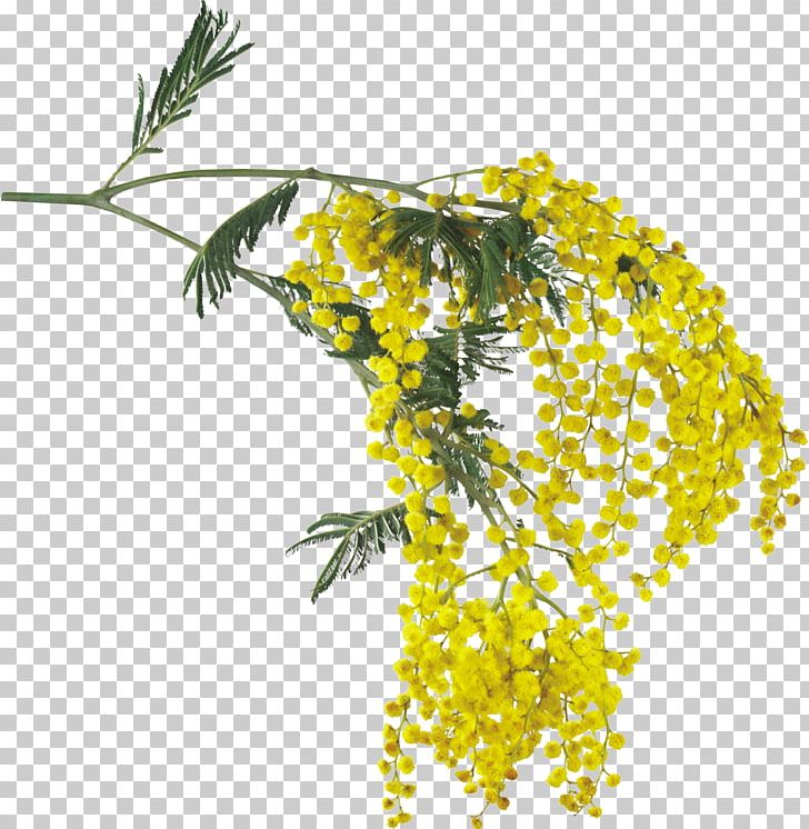 Acacia Dealbata Flower Daffodil PNG, Clipart, Acacia, Acacia Dealbata, Acacia Pycnantha, Animals, Branch Free PNG Download
