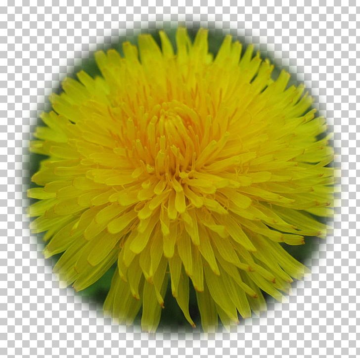 Dandelion Paper Yellow Dahlia Flower PNG, Clipart, Brown, Color, Color Wheel, Dahlia, Daisy Family Free PNG Download