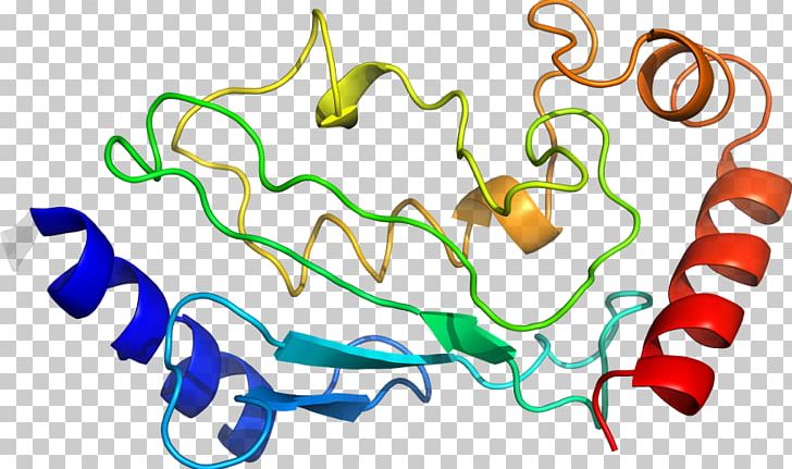 Organism Line PNG, Clipart, Area, Art, Artwork, Line, Organ Free PNG Download