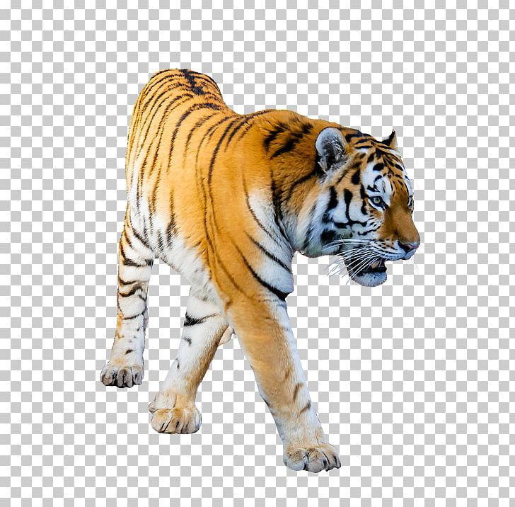 Tiger Portable Network Graphics Transparency Desktop PNG, Clipart, Animal Figure, Big Cats, Carnivoran, Cat Like Mammal, Computer Icons Free PNG Download