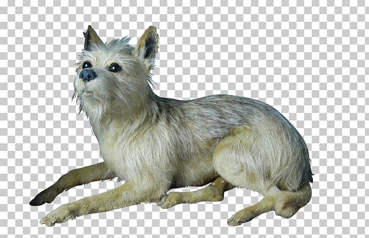 Cairn Terrier Rare Breed (dog) Dog Breed Razas Nativas Vulnerables PNG, Clipart, Breed, Cairn, Cairn Terrier, Carnivoran, Crossbreed Free PNG Download