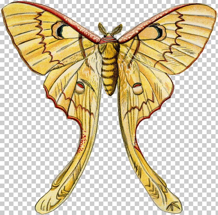 Monarch Butterfly Pieridae Silkworm Brush-footed Butterflies PNG, Clipart, Art, Arthropod, Bombycidae, Brush Footed Butterfly, Butterflies And Moths Free PNG Download
