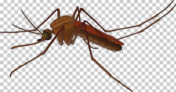 Mosquito Control Female Zika Virus Yellow Fever Mosquito PNG, Clipart, Aedes, Arthropod, Female, Fly, Insect Free PNG Download