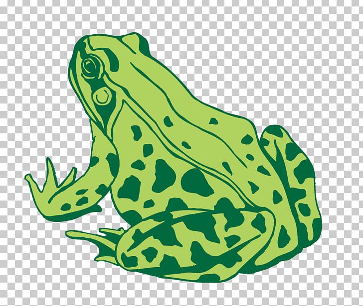 Toad Frog Euclidean PNG, Clipart, Animal, Encapsulated Postscript, Fauna, Frogs, Grass Free PNG Download