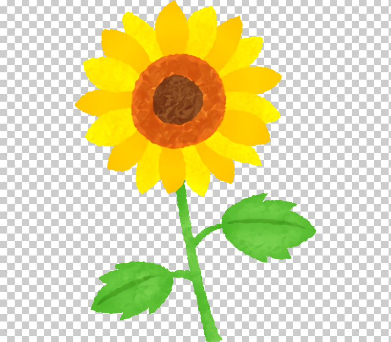 Sunflower PNG, Clipart, Annual Plant, Asterales, Calendula, Daisy Family, English Marigold Free PNG Download