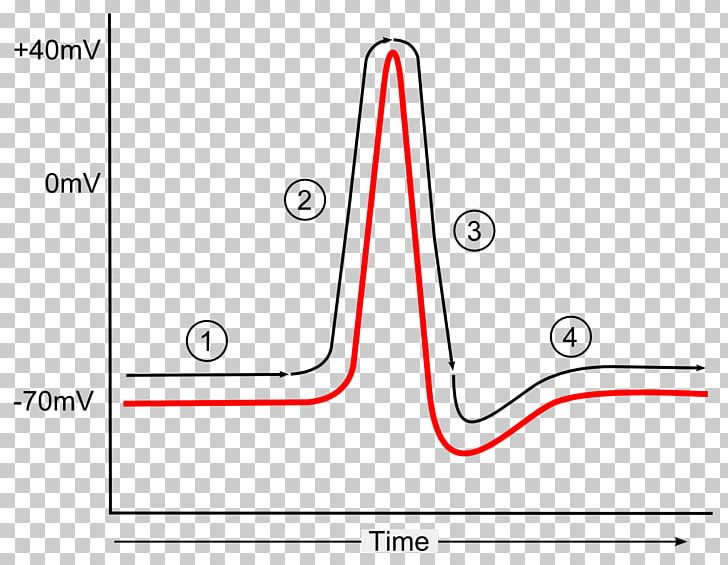 Action Potential Diagram Repolarization Hyperpolarization PNG, Clipart, Action, Action Potential, Angle, Area, Brand Free PNG Download