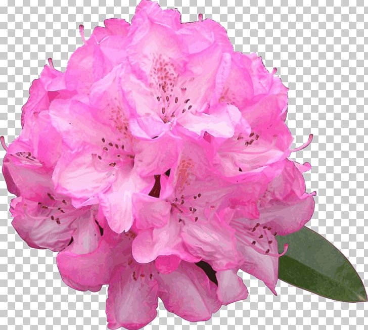 Azalea Drawing Flower Rhododendron Macrophyllum PNG, Clipart, Art, Azalea, Clip Art, Computer Icons, Cut Flowers Free PNG Download