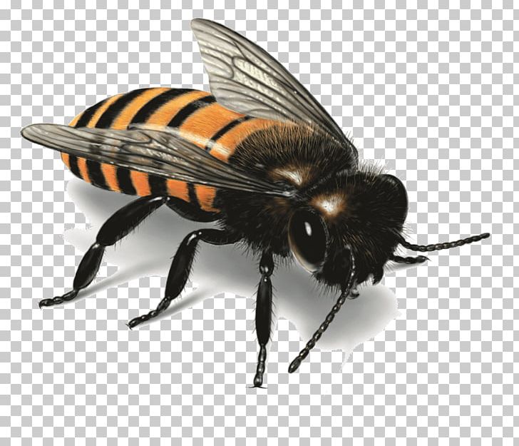 Bee Insect PNG, Clipart, Arthropod, Fly, Greenthumb, Honey Bee, Hornet Free PNG Download
