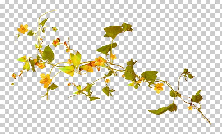 Color PNG, Clipart, Blossom, Branch, Color, Computer Graphics, Computer Wallpaper Free PNG Download