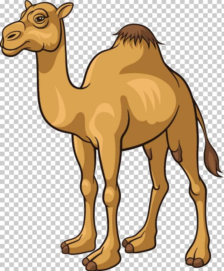 Camel Cartoon PNG, Clipart, Animals, Arabian Camel, Balloon Cartoon, Boy Cartoon, Cartoon Character Free PNG Download