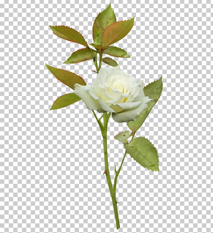 Garden Roses Cabbage Rose Flower PNG, Clipart, Branch, Bud, Cut Flowers, Floribunda, Flower Free PNG Download