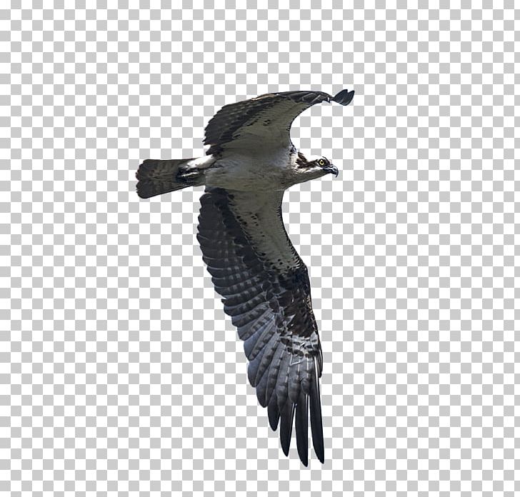 Eagle Buzzard Vulture Fauna Beak PNG, Clipart, Animals, Beak, Bird, Bird Of Prey, Buzzard Free PNG Download