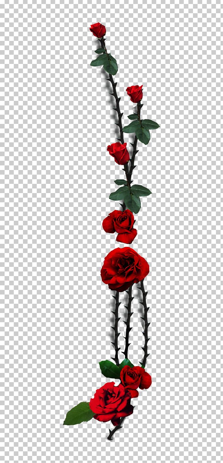 Garden Roses Thorns PNG, Clipart, Art, Black, Cut Flowers, Flora, Floral Design Free PNG Download