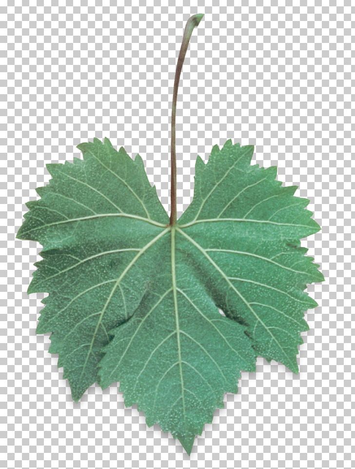 Palomino Muscat Wine Leaf Grape Leaves PNG, Clipart, Common Grape Vine, Extract, Fino, Food Drinks, Grape Free PNG Download