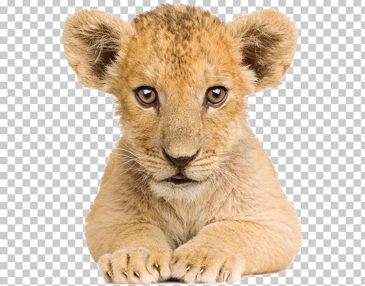 Stock Photography Animals Lite My Dream PNG, Clipart, Animals, Animals Lite, Big Cats, Carnivoran, Cat Like Mammal Free PNG Download