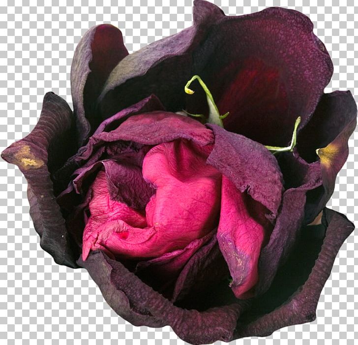 Stock Photography Death PNG, Clipart, Alamy, Can Stock Photo, Cut Flowers, Death, Depositphotos Free PNG Download