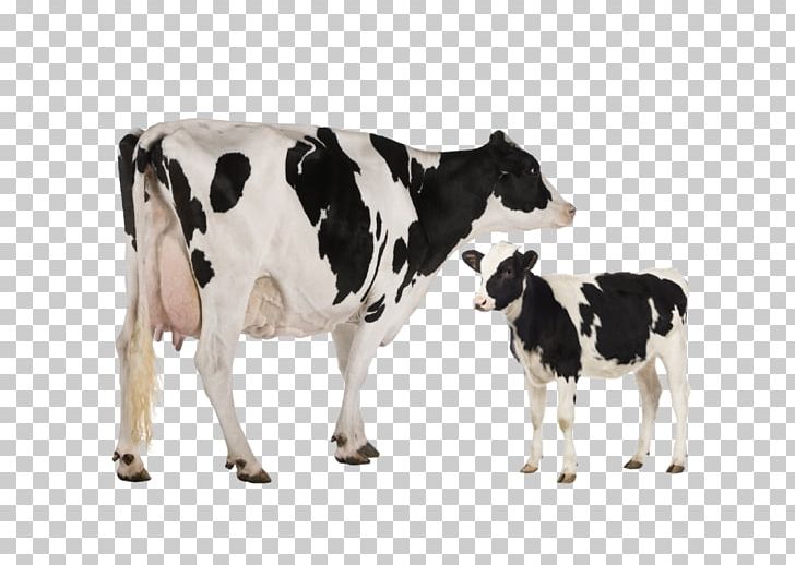 Holstein Friesian Cattle Heck Cattle Jersey Cattle Dairy Cattle Toggenburg Goat PNG, Clipart, Animal Figure, Aurochs, Calf, Cattle, Cattle Feeding Free PNG Download