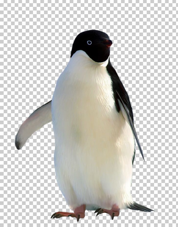 Penguin Gratis Linux PNG, Clipart, Animals, Antarctic, Antarctic Biological, Beak, Biological Free PNG Download