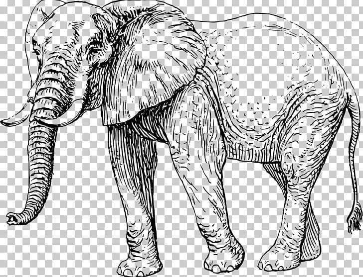 African Elephant Asian Elephant Drawing PNG, Clipart, Animal Figure, Animals, Big Cats, Black And White, Carnivoran Free PNG Download