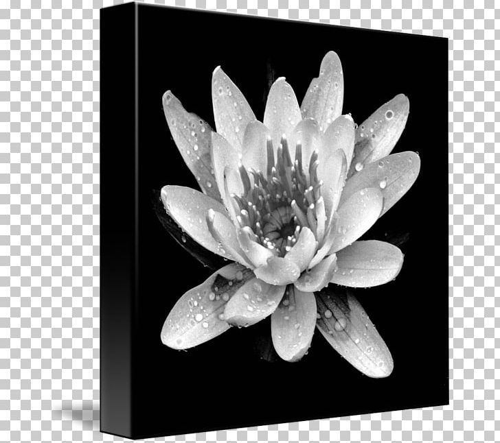 Gallery Wrap Canvas Art White Plant PNG, Clipart, Art, Black And White, Canvas, Flora, Flower Free PNG Download