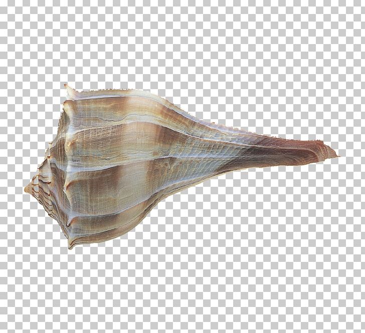 Seashell Snail PNG, Clipart, Animals, Conch, Digital Image, Gastropods, Gastropod Shell Free PNG Download