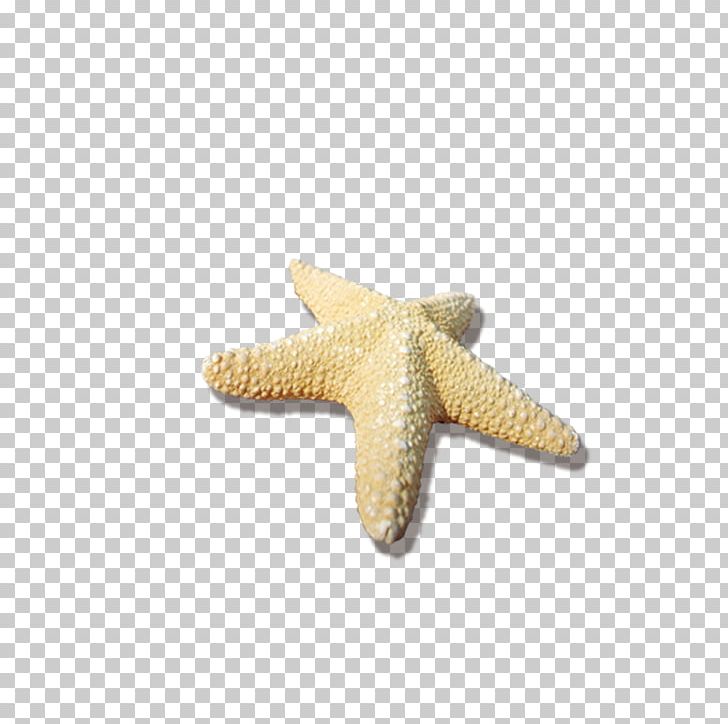 Starfish Sea PNG, Clipart, Beach, Beach Material, Christmas Star, Designer, Download Free PNG Download