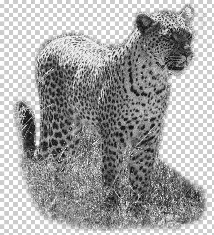 Snow Leopard Cheetah Jaguar Whiskers PNG, Clipart, Animal, Animals, Big Cats, Black And White, Carnivoran Free PNG Download