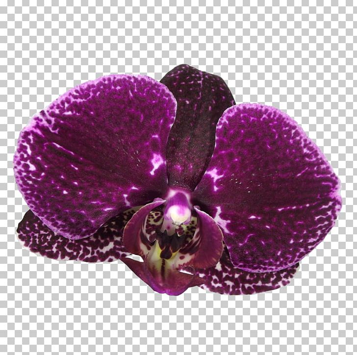 Violet Lilac Magenta Purple PNG, Clipart, Carnation, Deviantart, Download, Flower, Flowering Plant Free PNG Download