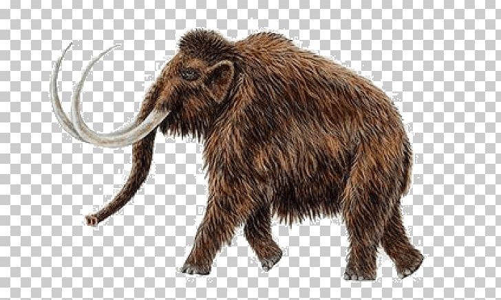 Woolly Mammoth Pygmy Mammoth African Bush Elephant Mammal Extinction PNG, Clipart, African Elephant, Animal, Cloning, Elephant, Elephants And Mammoths Free PNG Download