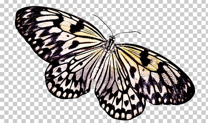 Butterfly Insect PNG, Clipart, Animal, Animals, Arthropod, Beautiful, Brush Footed Butterfly Free PNG Download