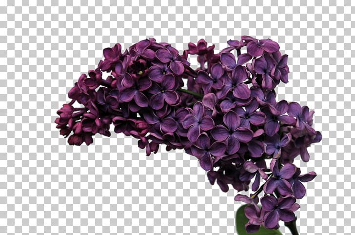 Desktop Computer Monitors 1080p Lilac Flower PNG, Clipart, 4k Resolution, 1080p, Computer, Computer Monitors, Cut Flowers Free PNG Download