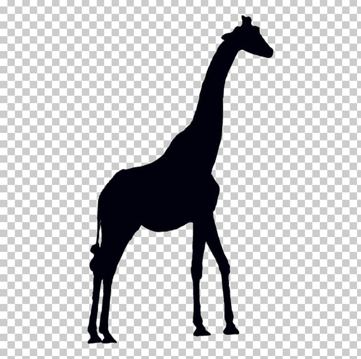 Giraffe Graphics Antelope Animal Silhouettes PNG, Clipart, Animal, Animals, Animal Silhouettes, Antelope, Black And White Free PNG Download