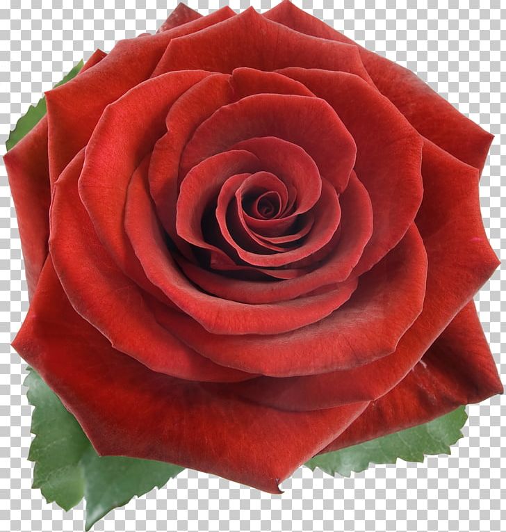 Rose Stock Photography Red Flower PNG, Clipart, Color, Cut Flowers, Desktop Wallpaper, Floribunda, Flower Free PNG Download