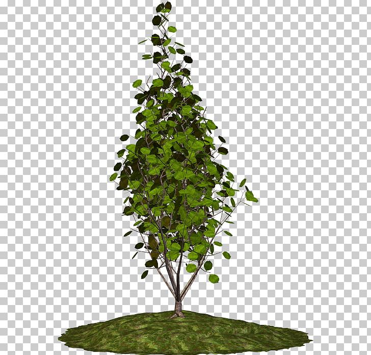 Tree Houseplant Branch Shrub PNG, Clipart, Blog, Brad Pitt, Branch, Celebrities, Evergreen Free PNG Download