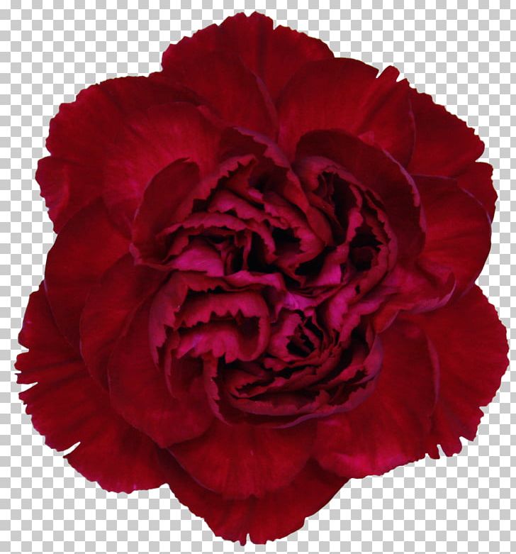 Carnation Rose Cut Flowers Crimson PNG, Clipart, Blue, Burgundy, Carnation, Colombia, Color Free PNG Download