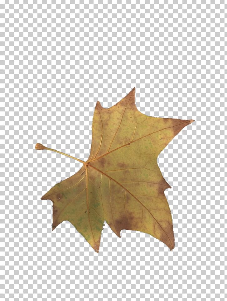 Maple Leaf Yellow PNG, Clipart, Autumn, Autumn Leaf Color, Autumn Leaves, Banana Leaves, Deciduous Free PNG Download
